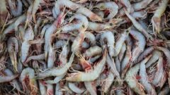 بیش از هزار طرح شیلاتی در کشور به بهره‌برداری رسید/ سرمایه‌گذاری ۱۸ میلیارد ریالی در حوزه آبزی‌پروری کشور