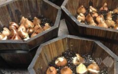 ۲۰ هزار پیاز لاله در منطقه ۲ کاشته شد