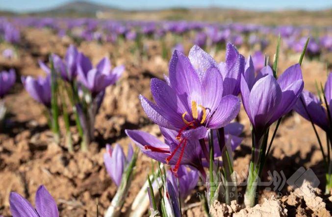 ۹۰ درصد زعفران جهان در ایران کشت می‌شود