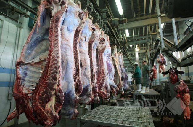 تولید ۵۰۰ هزارتن گوشت قرمز در۶ ماهه امسال/ دامداران حمایت می شوند