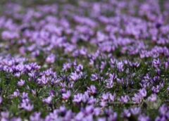 زعفران ایران در تنگنای صادرات؛ فقط ۳۰ درصد صادرات رسمی است