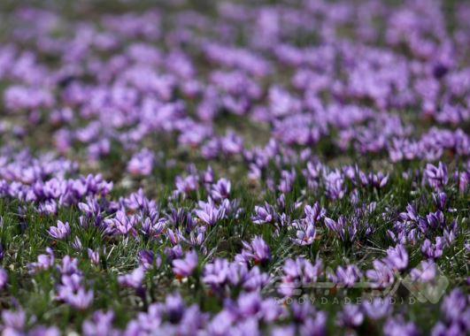 زعفران ایران در تنگنای صادرات؛ فقط ۳۰ درصد صادرات رسمی است