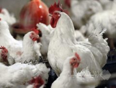 شرکت پشتیبانی امور دام برای تامین نهاده و خرید مرغ مازاد اقدام کند