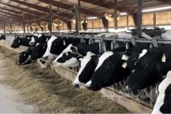 کاهش تولید روزانه ۲ هزار و ۷۰۰ تن شیرخام در اثر بیماری تب برفکی