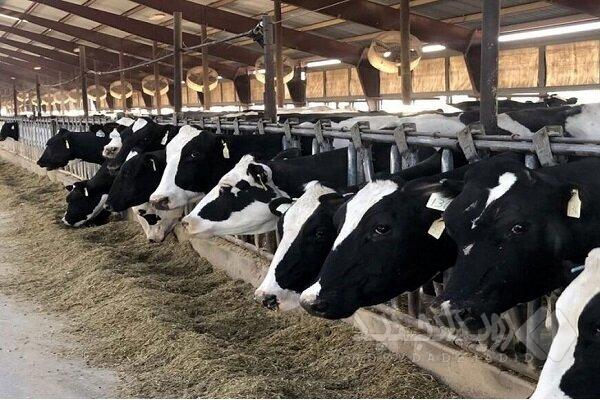 کاهش تولید روزانه ۲ هزار و ۷۰۰ تن شیرخام در اثر بیماری تب برفکی