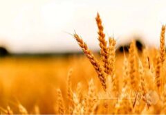 ذخایر گندم و آرد کشور در وضعیت مطلوب / نانوایی‌ها حق تعطیلی خودسرانه ندارند