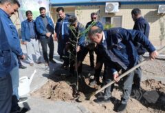 برگزاری مراسم کاشت نهال توسط مدیر عامل شرکت سنگ آهن مرکزی