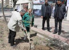 بیش از ۲۰۰۰ اصله نهال در منطقه۱۳ کاشته شد