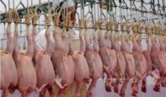 قیمت‌های جدید مرغ و تخم‌مرغ به دلیل افزایش هزینه‌هاست، نه گرانفروشی