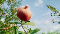 مستند «داستان انار» – قسمت پنجم