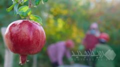 مستند «داستان انار» – قسمت دوم