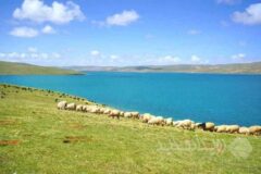از دوربین مادون قرمز تا هوش مصنوعی؛ ابزارهای نوین حفاظت از حیات وحش چین