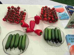 تسریع ارتقای کیفی کشاورزی مدرن در منطقه خلیج بزرگ چین با بهره‌گیری از فناوری