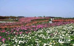 رز چینی؛ صنعتی سبز که برای نان‌یانگ ثروت می‌آفریند
