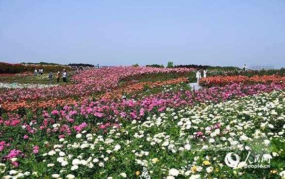 رز چینی؛ صنعتی سبز که برای نان‌یانگ ثروت می‌آفریند