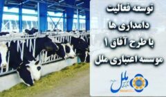 توسعه فعالیت دامداری ها با طرح آفاق ۱ موسسه اعتباری ملل